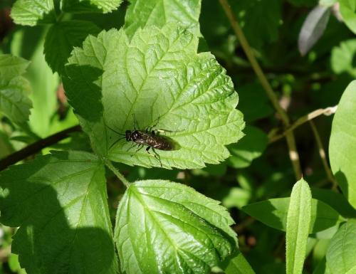 Réf. 180 724 : Macrophya (albicincta-alboannulata)
